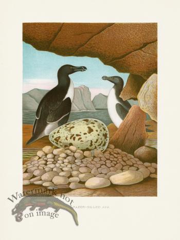 Thomas Gentry Bird 17